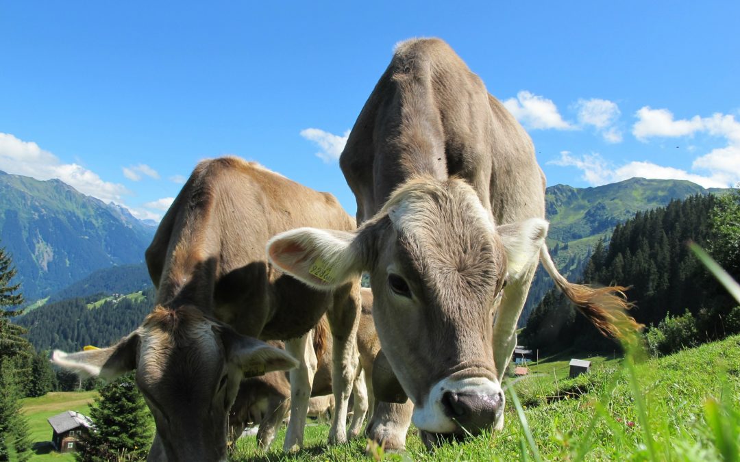 Salud y bienestar en animales de producción: productos nutracéuticos
